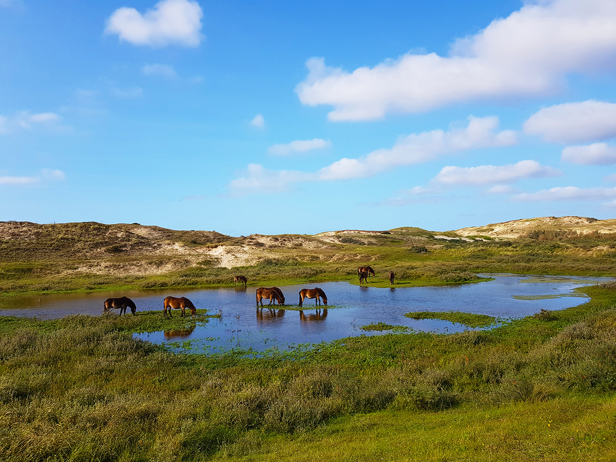 Koniks Pferde trinken an einem See in der Düne